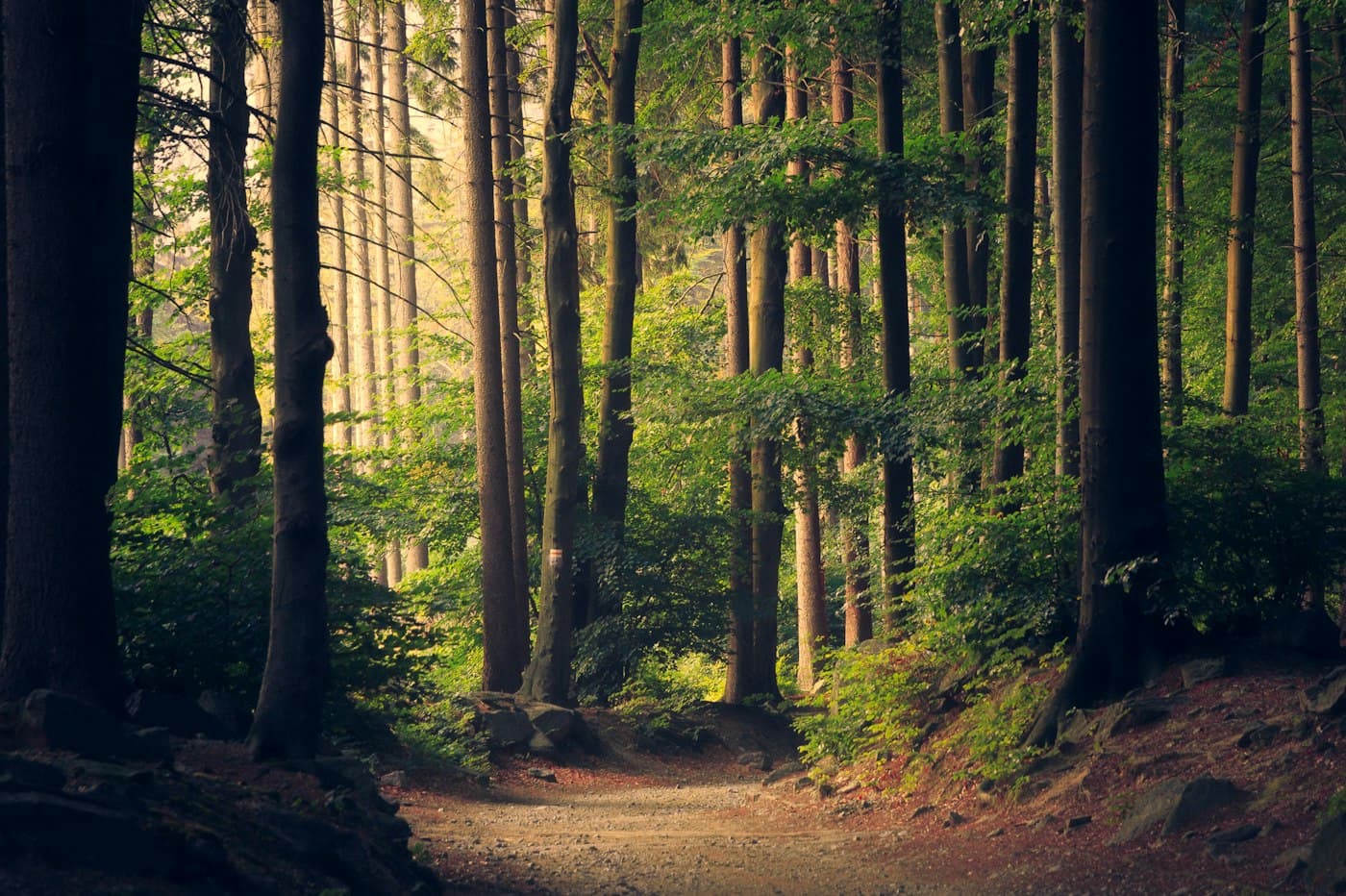 Sunlight filtering through a dense green woodland